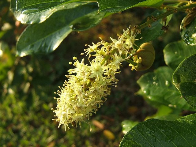 800px-Ackee_Flower_001.JPG