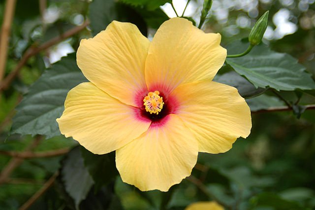 640px-3935_-_Chinesischer_Roseneibisch_(Hibiscus_rosa-sinensis).JPG