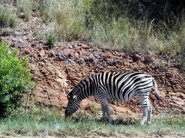 2017 Zebra.JPG