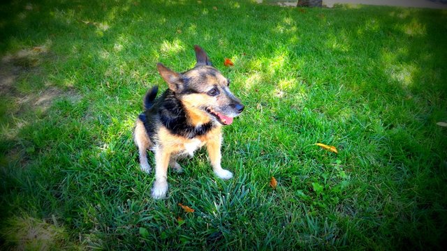 eni in sunlit spot on grass