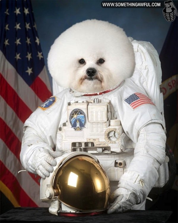 astronaut-dog.jpg