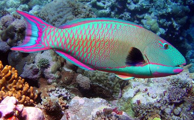 parrotfish.jpg