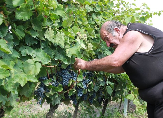 Man picking grapes.JPG