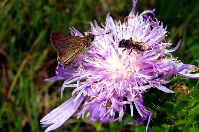 Purple Wildflower 7 8 2017 000.JPG