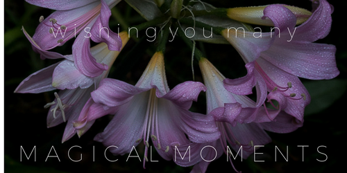 MAGICAL moments PINK LILIES.png