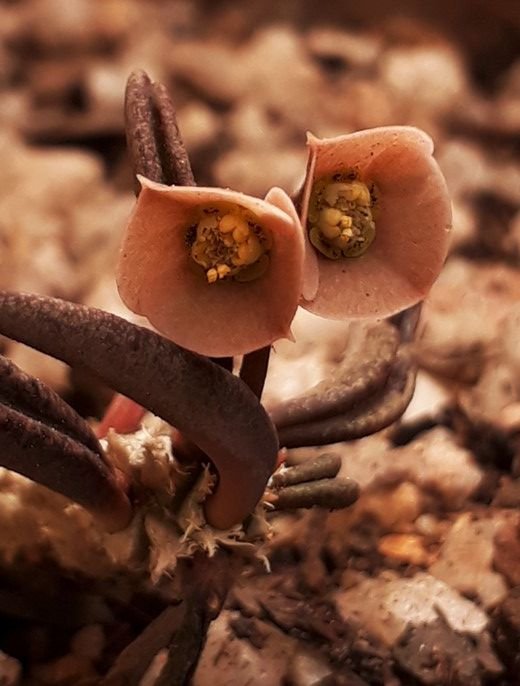 euphorbia flower.jpg