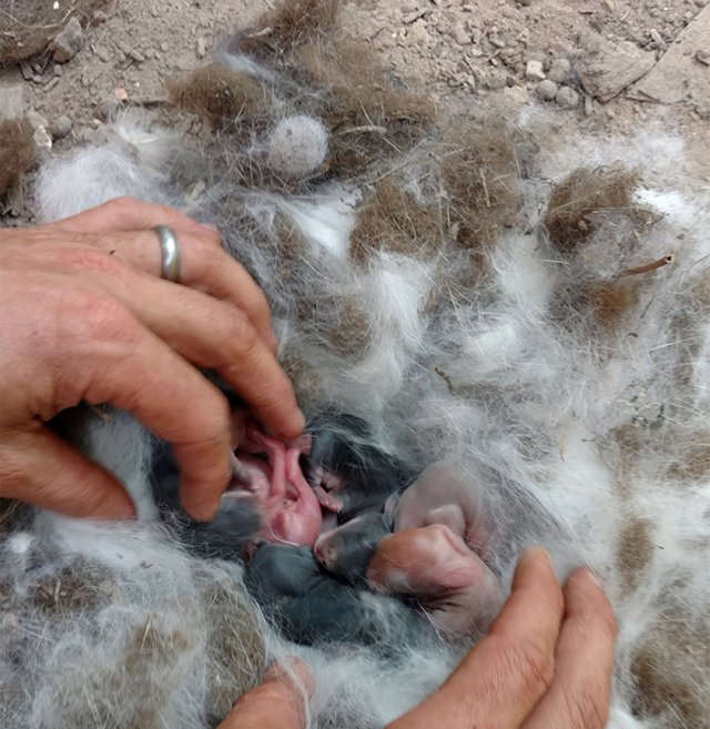 baby-bunnies3.jpg