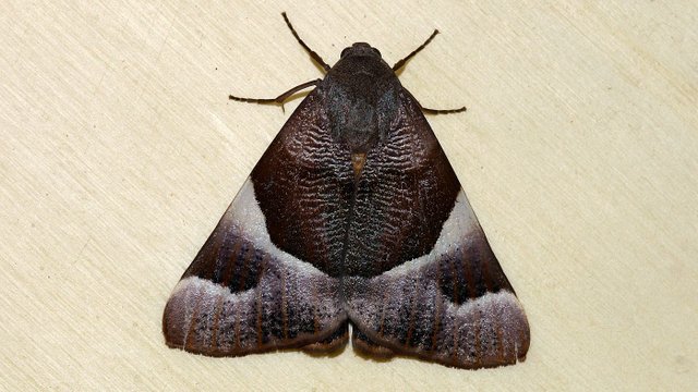 Niceteria macrocosma 4.jpg