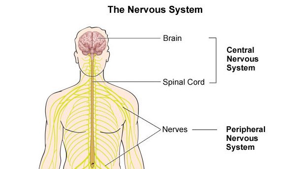 nervous-system234.jpg