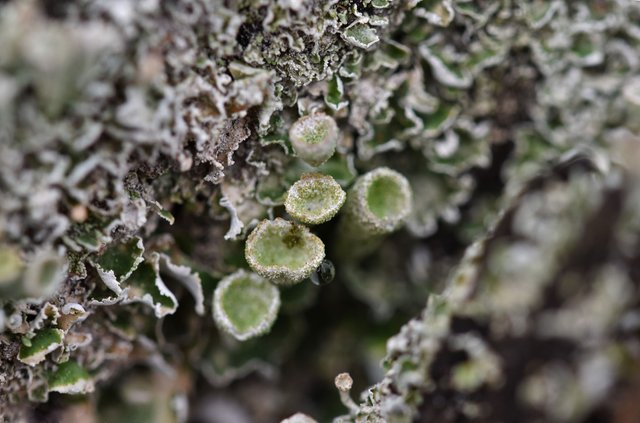 lichen cups macro.jpg