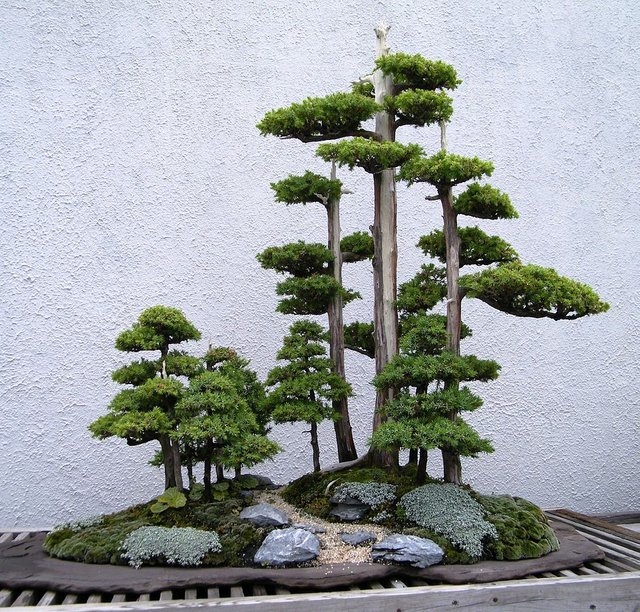 Foemina Juniper bonsai.jpg