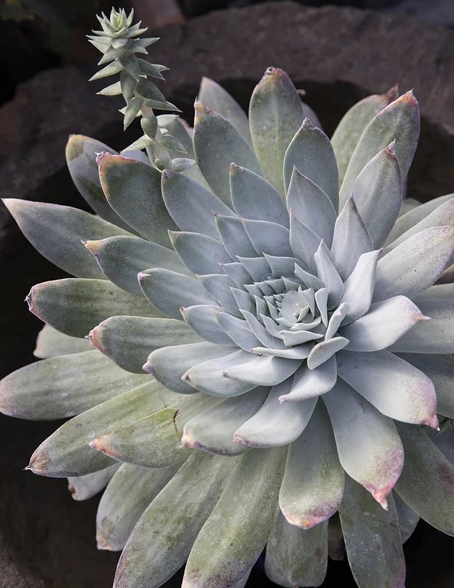 Dudleya.jpg