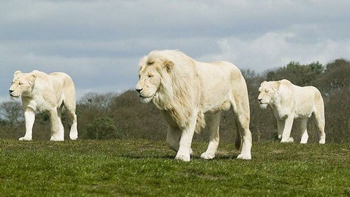 White-lion-HD-Wallpaper.jpg