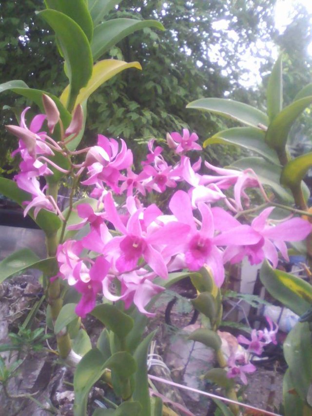 orchids1.jpg