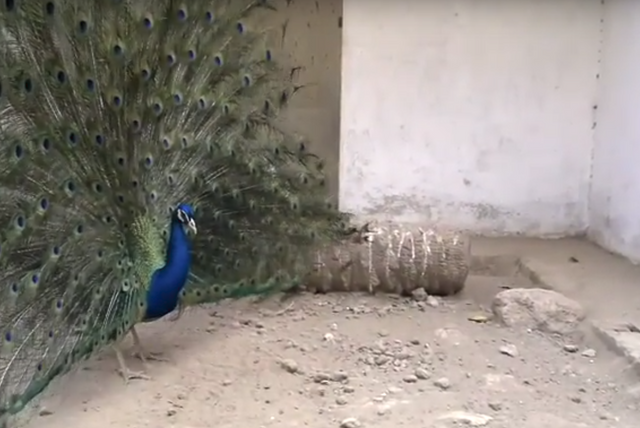 Nice peacock.png