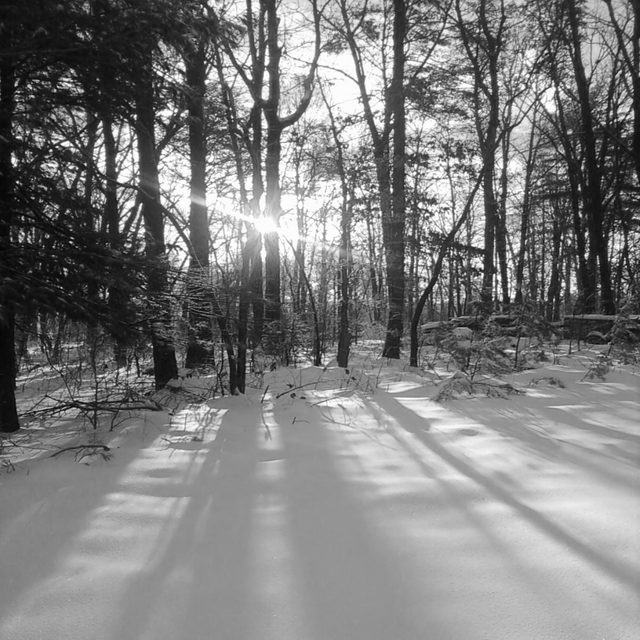 snow and sun tree shadows.png
