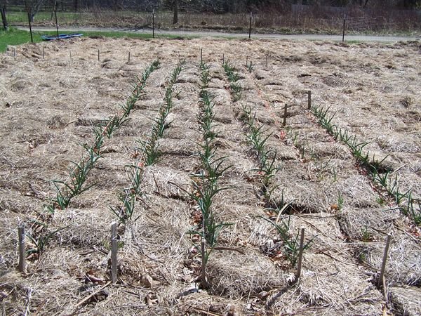 Big garden - garlic2 crop April 2018.jpg