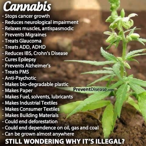cannabis 1.jpg