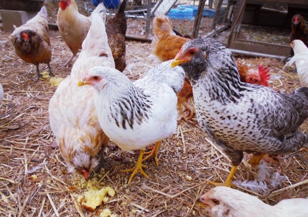 chicken mites.jpg