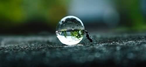 Beautiful-Cute-Ant-Image-Share-On-Facebook.jpg