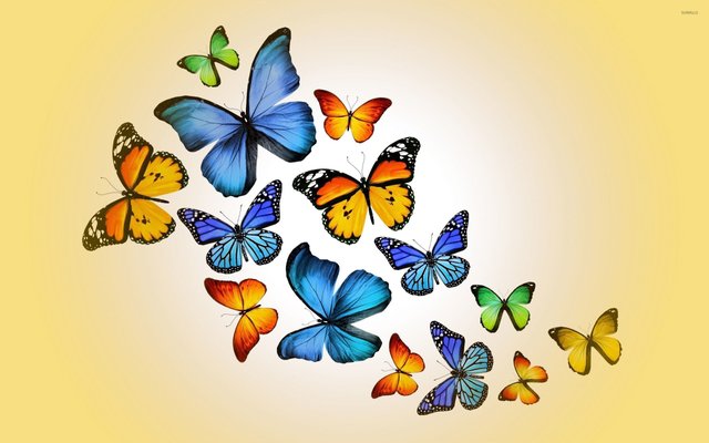 orange-and-blue-butterflies-52809-2560x1600.jpg