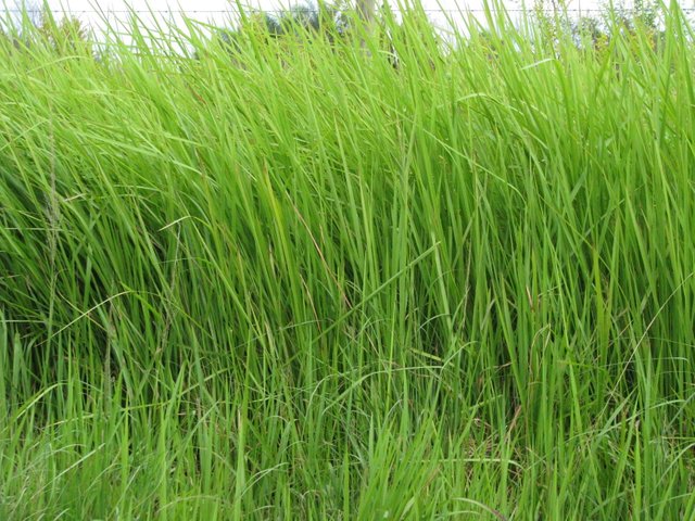 cogongrass.jpg