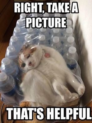 Top-30-Funny-Cat-Memes-Funny-LOL.jpg