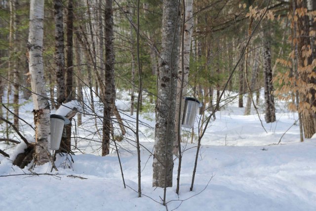 How To Tap Birch Water: Healthy & Simple 