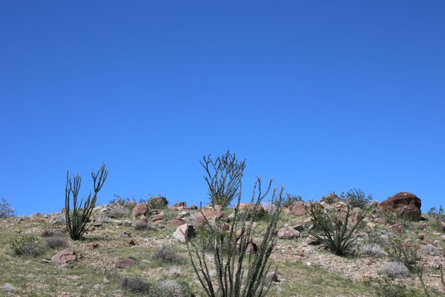 Ocotillos