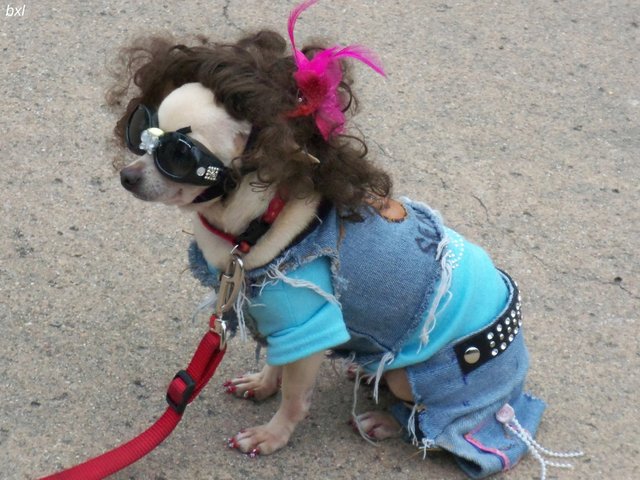 Doggy dress Up chihuahua Balboa park San diego California bxlphabet.jpg