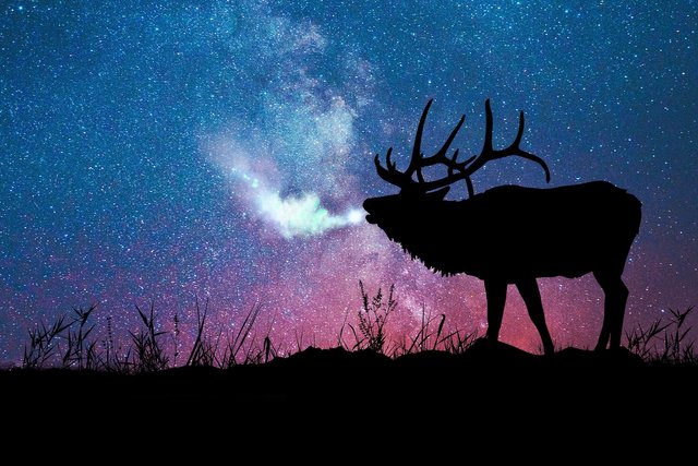 Elk With Stars.jpg