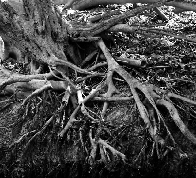 79875041296 - tree roots into the river khao sok national.jpg