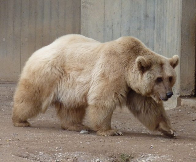 Grizzly Bear + Polar Bear = Grolar Bear.jpg