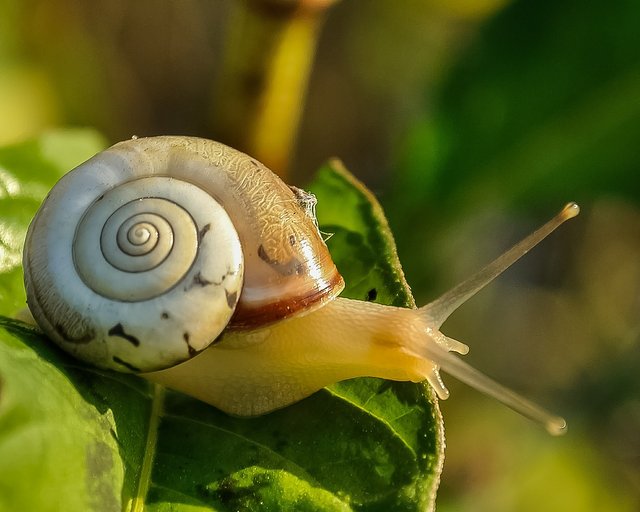 snail-405384_1920.jpg