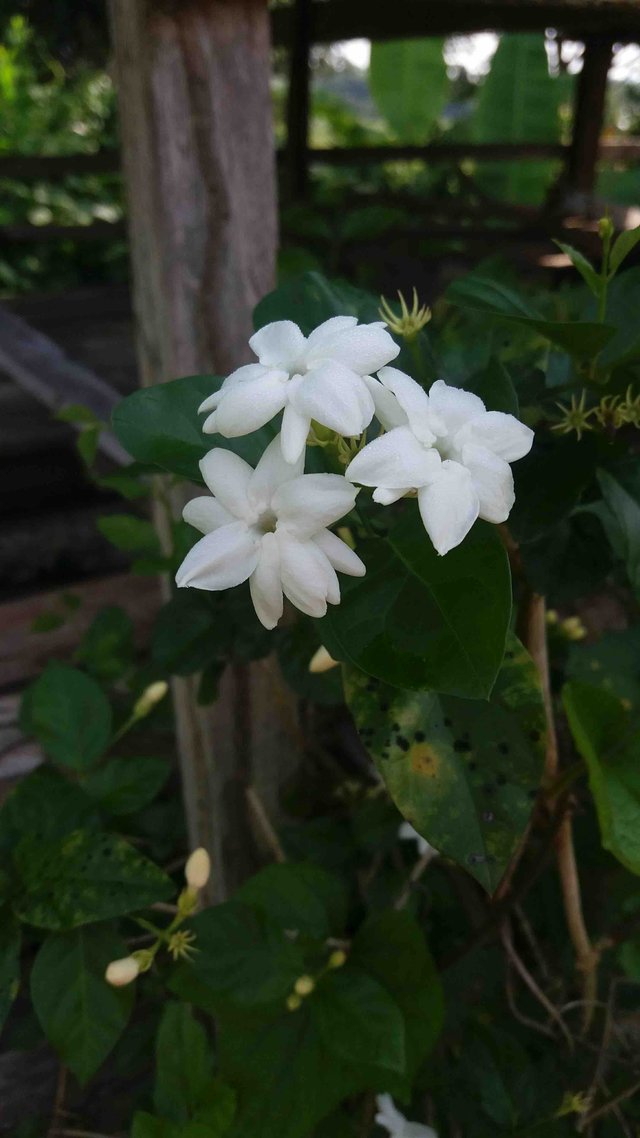 jasmine flower.jpg