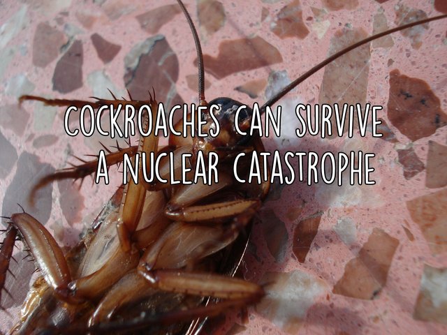 cockroach-15093_1920.jpg