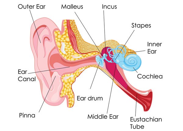 600-450647903-human-ear-parts.jpg