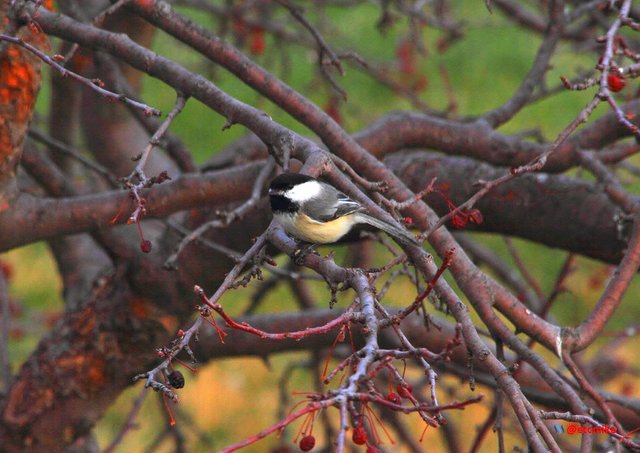 black-capped chickadee PFW21-sa0057.JPG