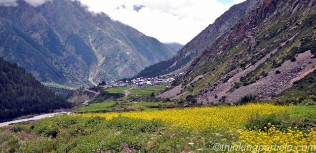 Mustard crop and Chitkul in the backdrop.JPG
