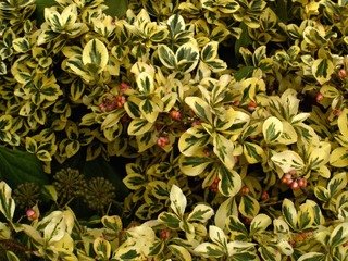 euonymus-fortunei-panache.jpg