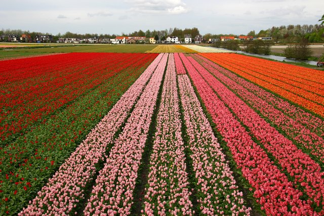 tulip fields.jpg