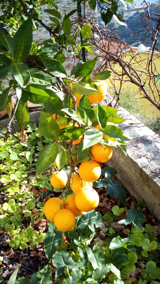 orange in omas garten.jpg