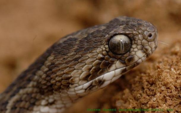 saw-scaled-viper.jpg