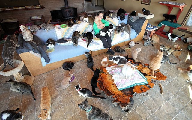 Ultimate_cat_lady__3553191k.jpg