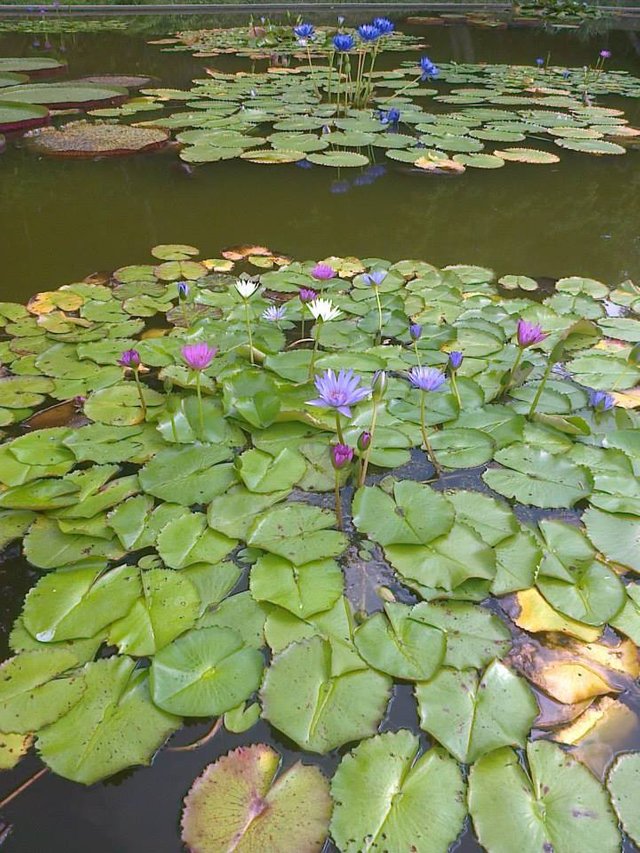 Jardin botanico.jpg