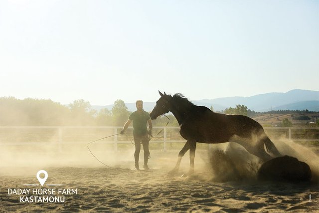 kastamonu_daday_horse_farms_summer_day_en_09.jpg