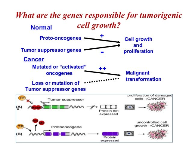 Oncogenes.jpg