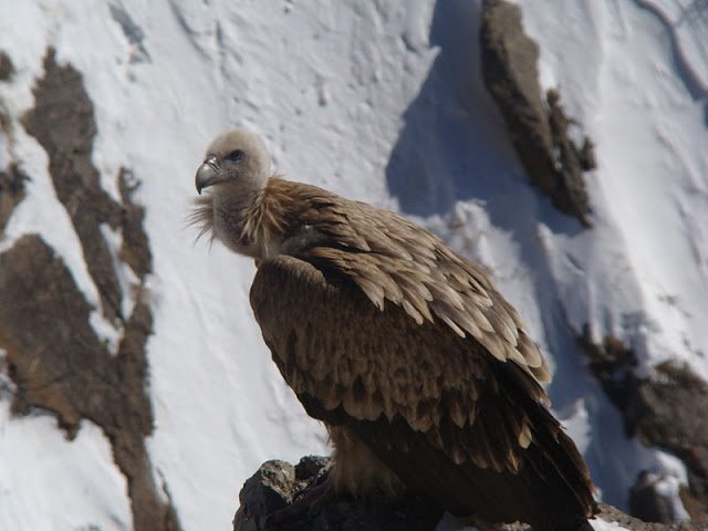 Himalayan_griffon_Gyps_Himalayensis_in_Spiti.JPG