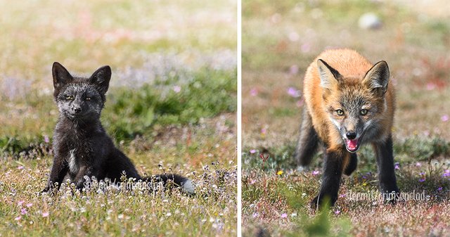 crimsonclad-foxes7.jpg