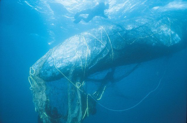 Bycatch-Gray-Whale-In-Net-c-BobTalbot-via-Monofilament-Recovery-Recycling-Program-700x462.jpg